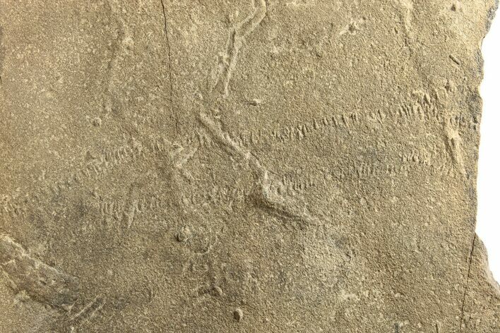 Cruziana (Fossil Trilobite Trackway) - Morocco #251785